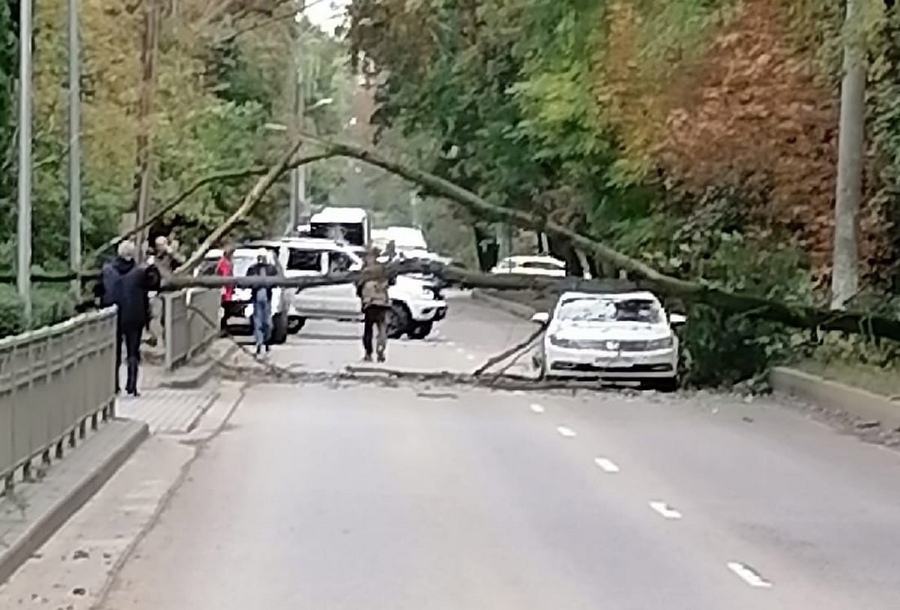 В Воронеже на ехавшую машину упало дерево