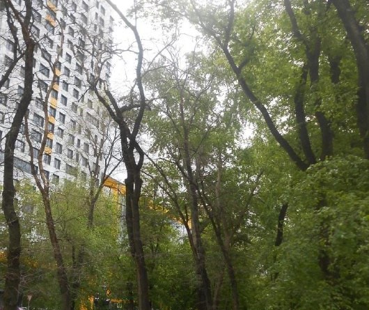 22 сухостойных дерева спилят в сквере в Воронеже