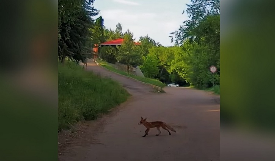 В центре Воронежа заметили бегающую лисицу