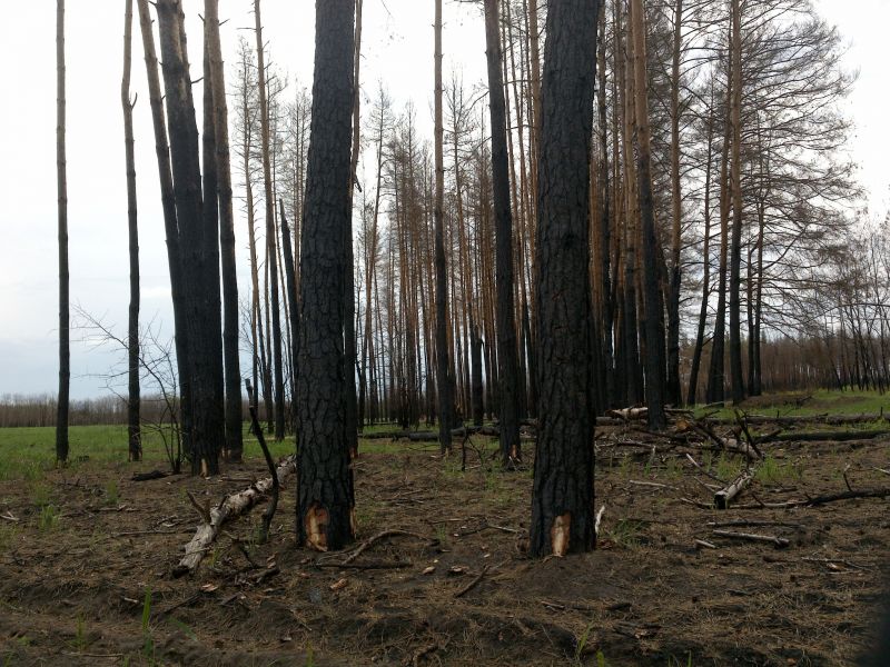 Огонь выжег 30 га Воронежского заповедника