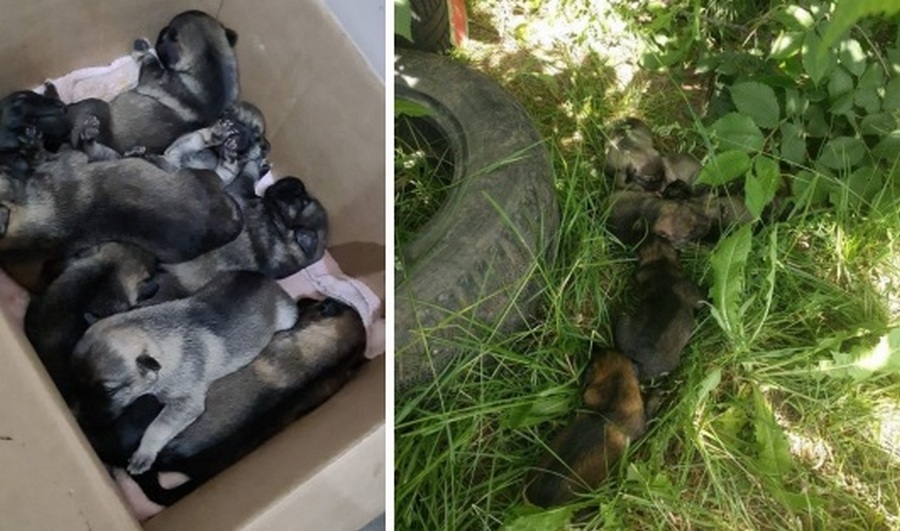 Неизвестные выбросили беспомощных щенят на улицу в жару в Воронеже