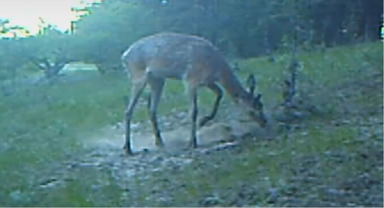 На видео попал бой благородного оленя с кустом в воронежском заповеднике
