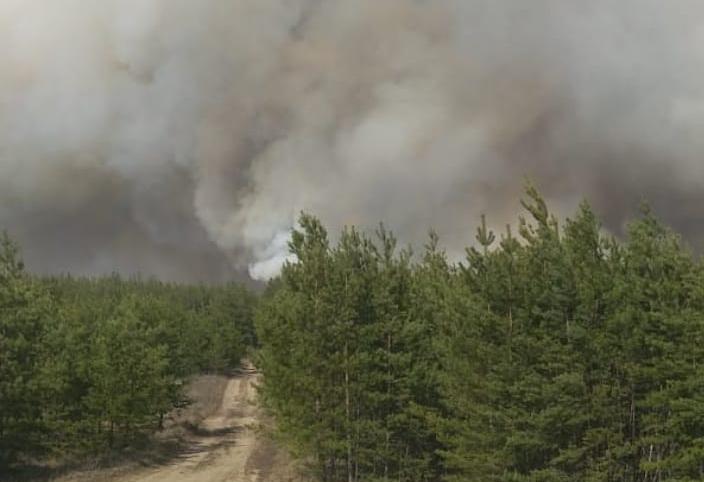 В воронежском Хоперском заповеднике из-за поджога выгорело 400 га леса (ВИДЕО)
