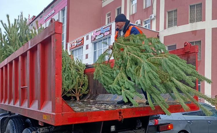 После праздников новогодние ёлки в Воронеже отправят на переработку