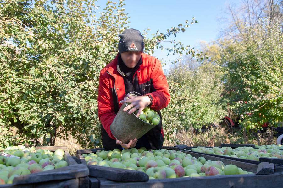 Под Воронежем бригада осужденных работает на уборке урожая яблок