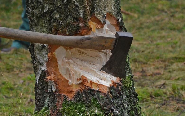 За незаконную вырубку 33 деревьев житель Воронежской области заплатит 2,5 млн рублей