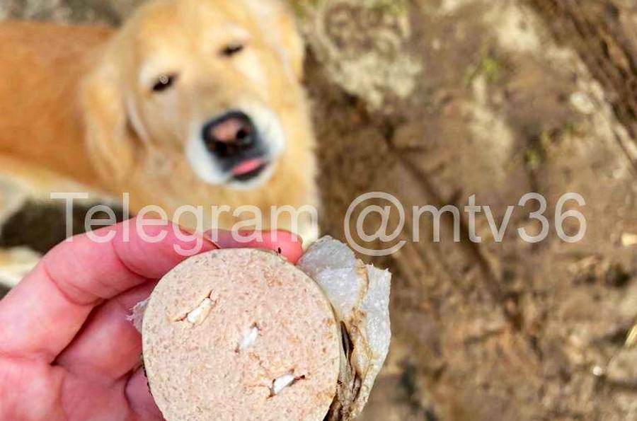 В Воронеже женщина накормила 5 собак ядовитой колбасой