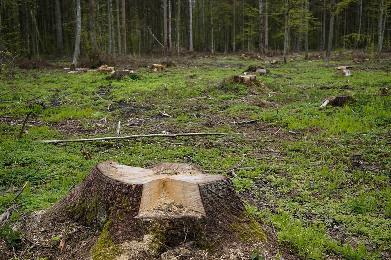 Уголовное дело возбудили из-за массовой вырубки деревьев в Воронеже