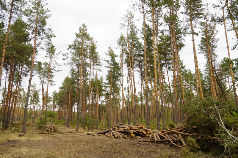 Северный лес в Воронеже берут под ежедневную охрану