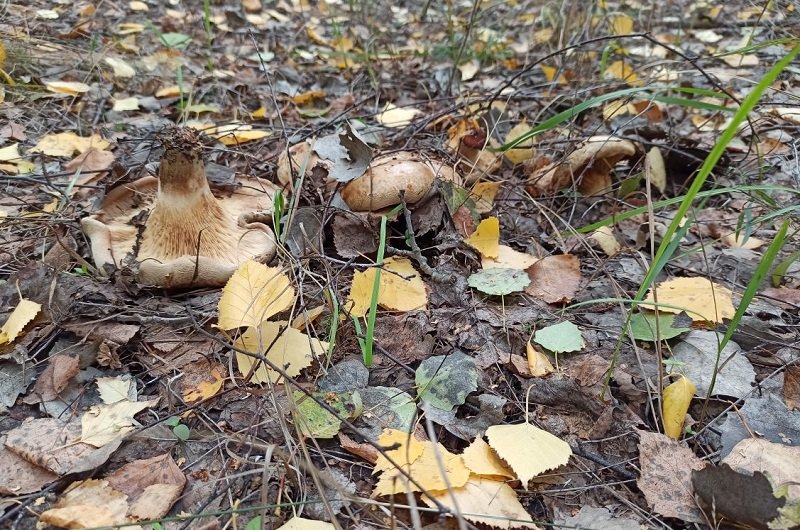 От отравления грибами в Воронежской области умерли 2 человека