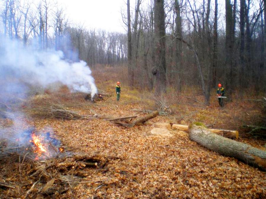 Лесники объяснили, зачем в Воронеже в Отрожке сжигают остатки деревьев