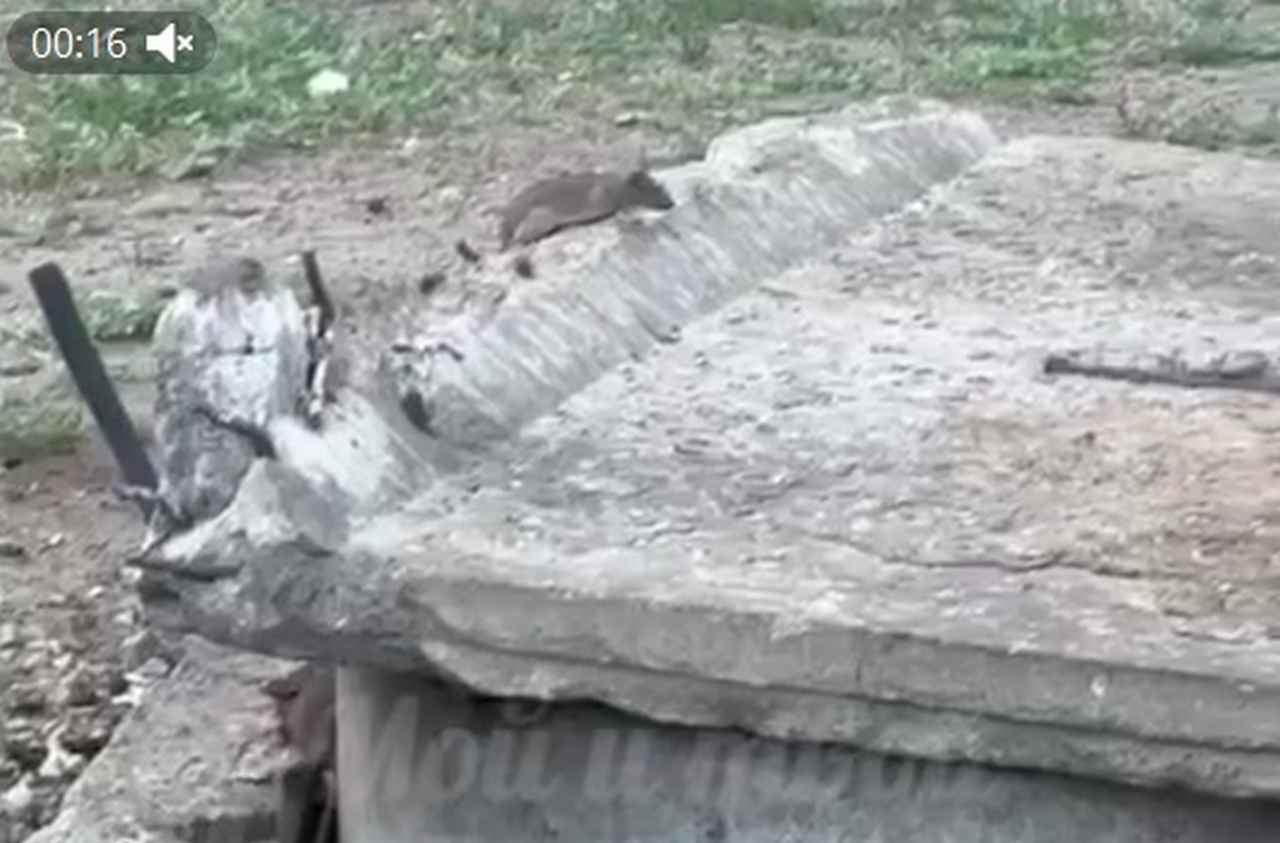 У детской площадки в Тепличном в Воронеже сняли на видео стаю крыс