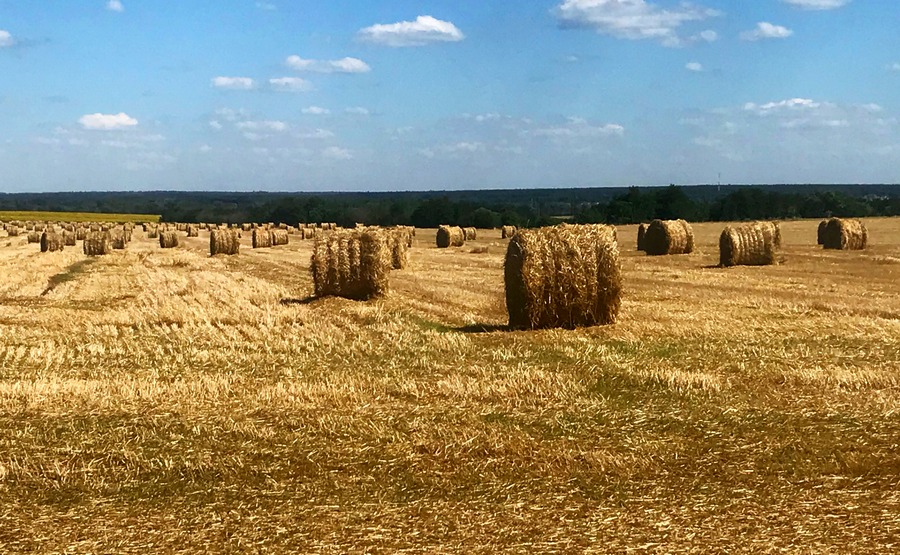 Рекордный урожай зерновых в 2022 году ожидается в Воронежской области