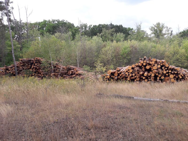 За незаконную рубку деревьев жителям Воронежской области грозит 7 лет колонии
