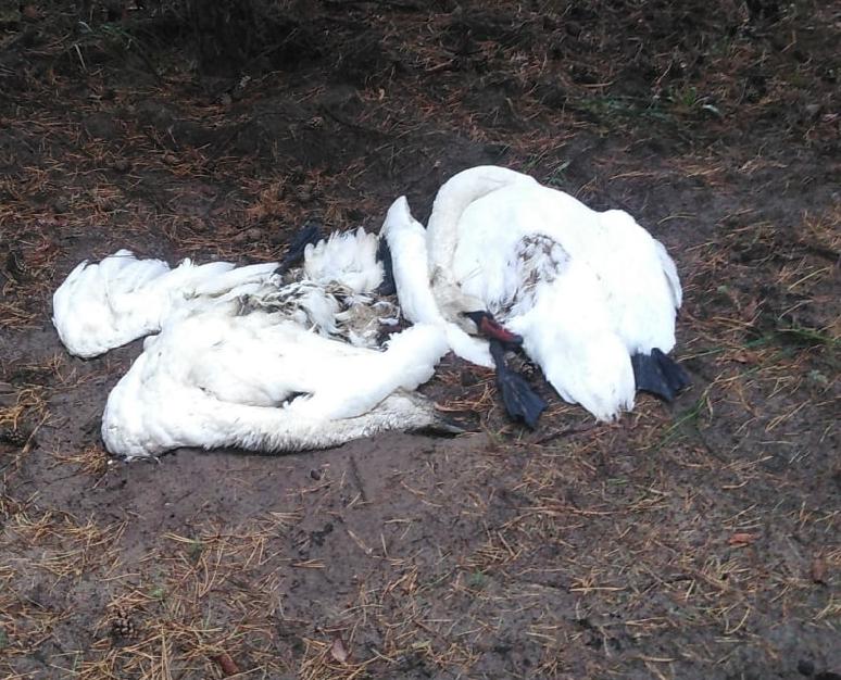 Краснокнижных лебедей убили у лесного озера под Воронежем