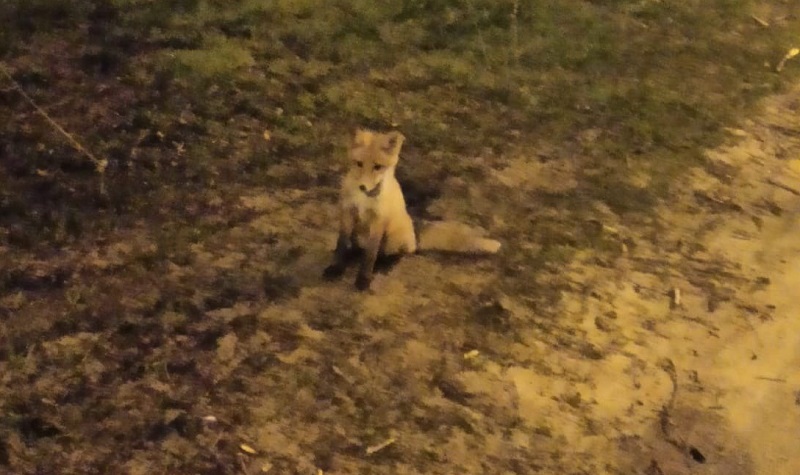 В Воронеже сфотографировали лисёнка у Адмиралтейской площади