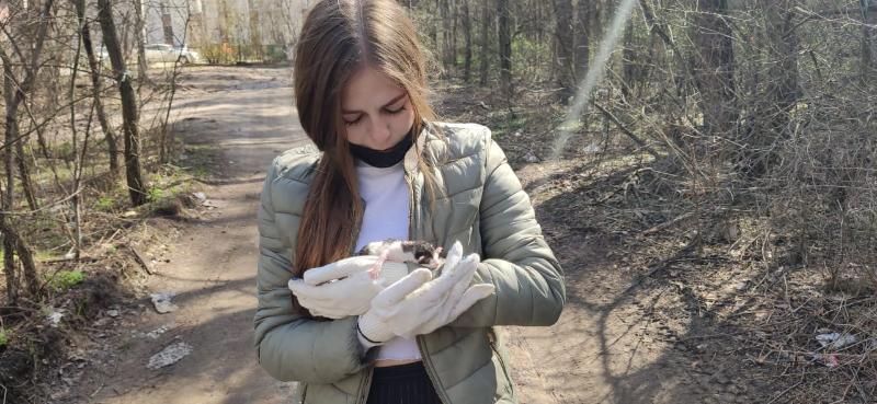 Во время уборки парка «Оптимист» в Воронеже студенты спасли новорождённых котят