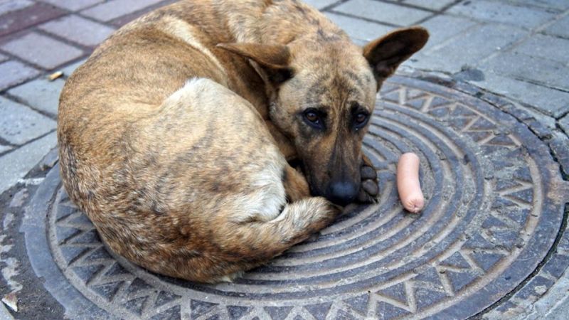 Полиция заинтересовалась убийством собак в воронежском приюте «Дора»