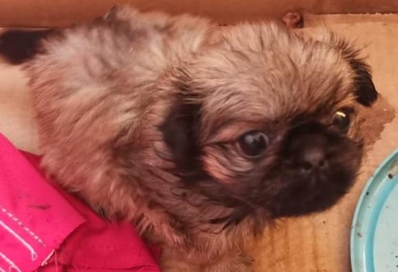 В воронежском Борисоглебске полицейские вернули хозяйке похищенного щенка пекинеса