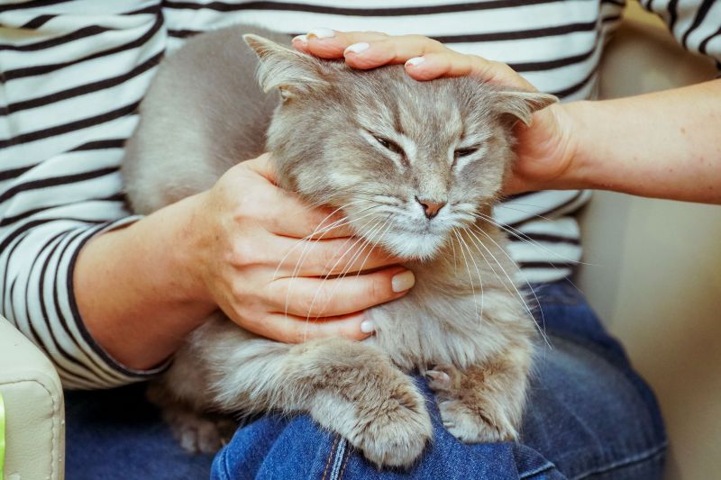 Как в Воронеже работает мяурум по поиску хозяев бездомным кошкам