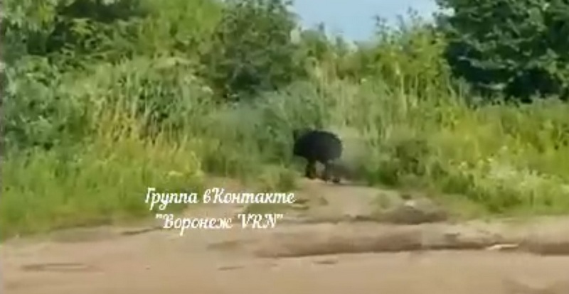 В Воронеже на видео попал кабан в районе водосброса