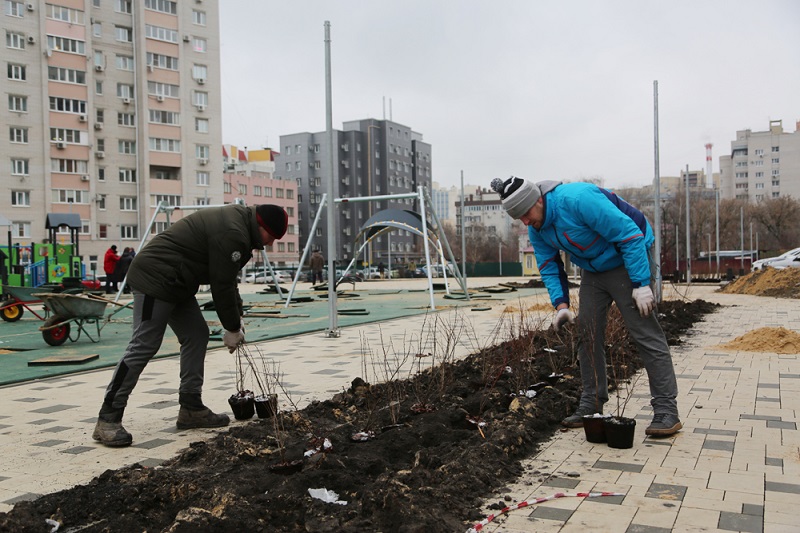 Воронеж продолжает озеленение, практически сорванное нерадивыми подрядчиками