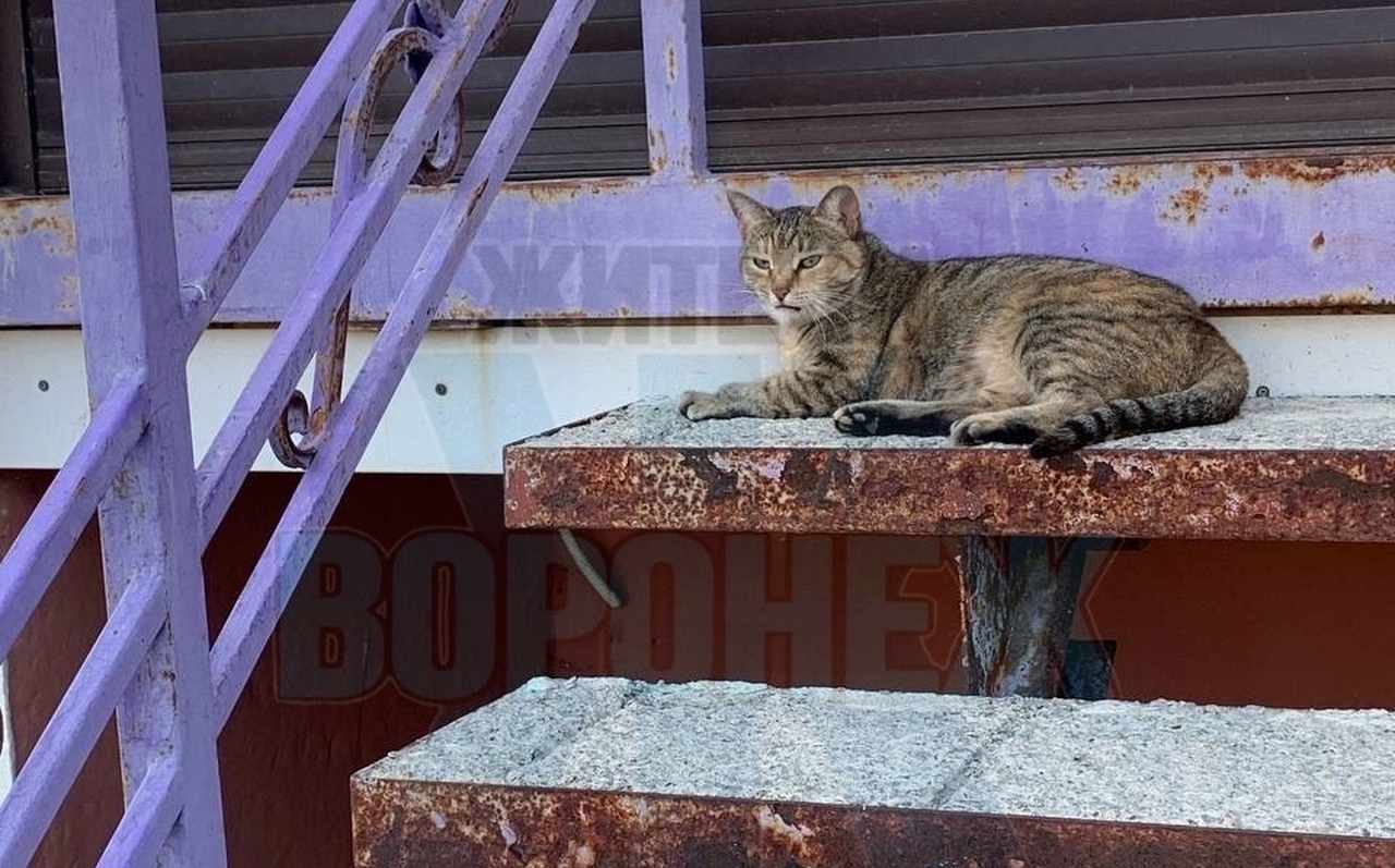 Запертую в подвале многоквартирного дома кошку спасли жители Воронежа