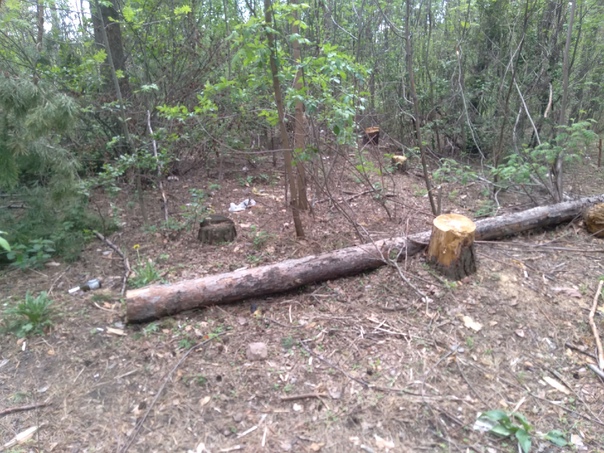 В управлении экологии Воронежа подтвердили законность вырубки аварийных деревьев в парке "Оптимист"