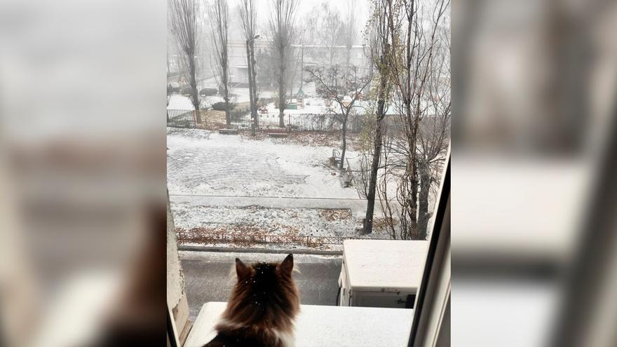 Видео и фото вчерашнего снега делились жители Воронежа в соцсетях 