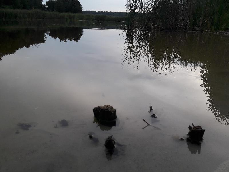 В пруду под Воронежем нашли тело женщины