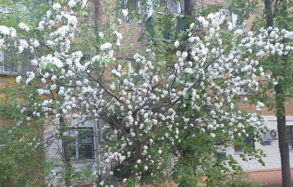 До +1 градуса похолодает снова в Воронежской области
