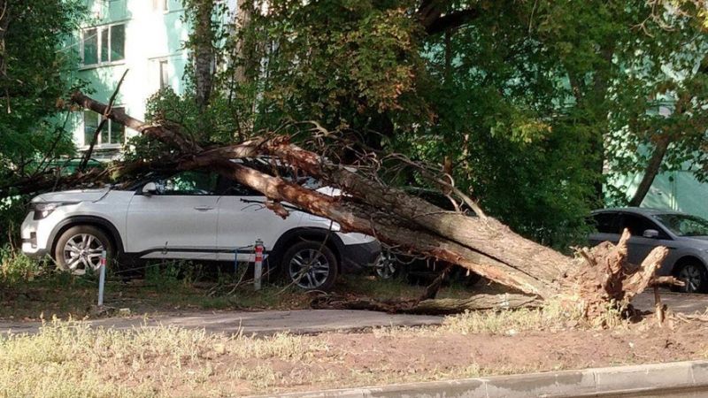 На улице Минской в Воронеже дерево рухнуло на иномарку