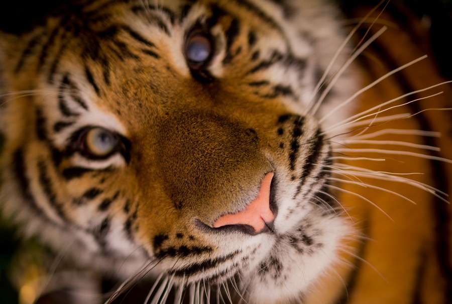 В Воронежский зоопарк передадут двух редких амурских тигров