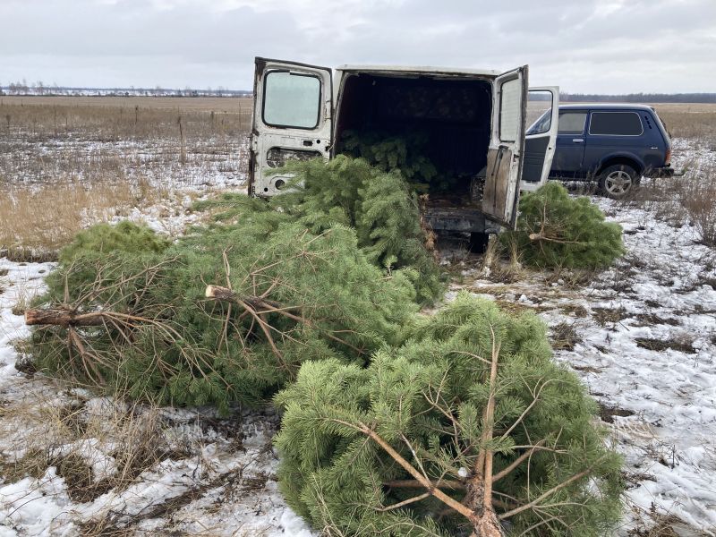 Воронежские лесники поймали первого «новогоднего» лесоруба