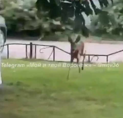 В центре Воронежа сняли на видео мчащегося оленёнка