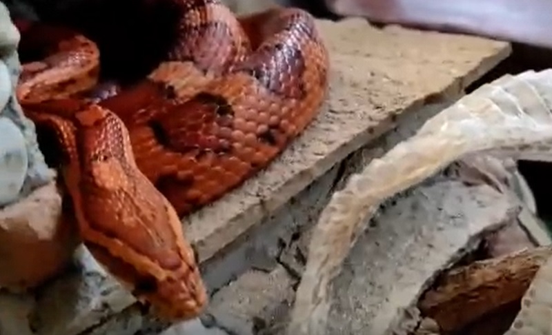 Как линяют змеи весной в воронежском зоопарке, показали на видео