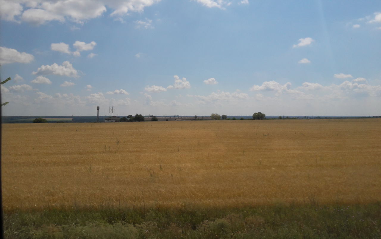 Опасное зерно порядка 250 тысяч тонн обнаружили в Воронежской области