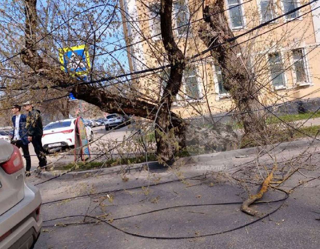 Из-за упавшего на дорогу дерева в Воронеже образовалась 2-километровая пробка