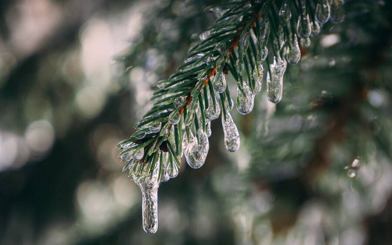 Комфортную погоду на Рождество пообещали воронежские синоптики