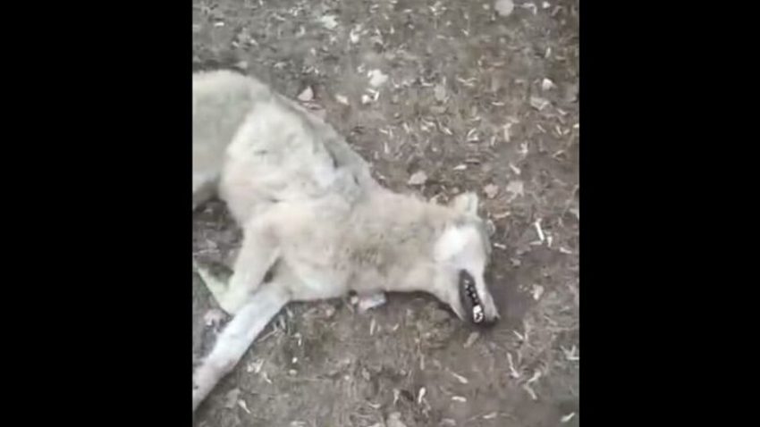 У волчицы, напавшей на мужчину в Воронежской области, обнаружили бешенство