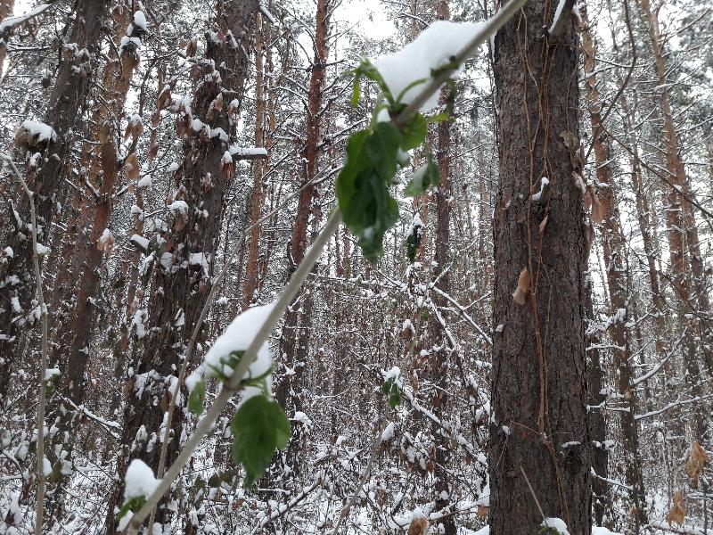 Ветер, снег и гололедица ожидаются в Воронежской области