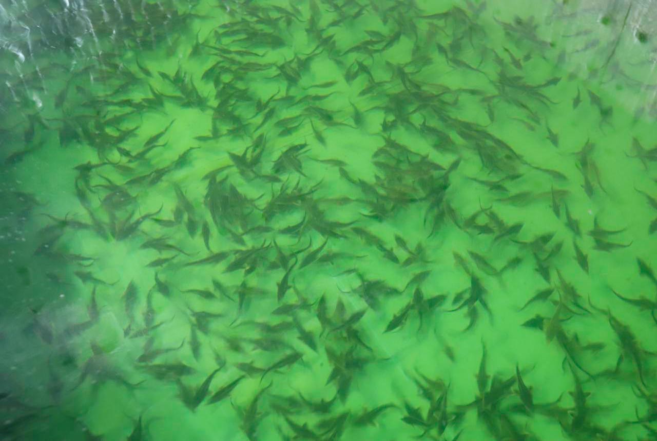 В воронежскую реку Битюг выпустили более 3 тысяч краснокнижных рыб