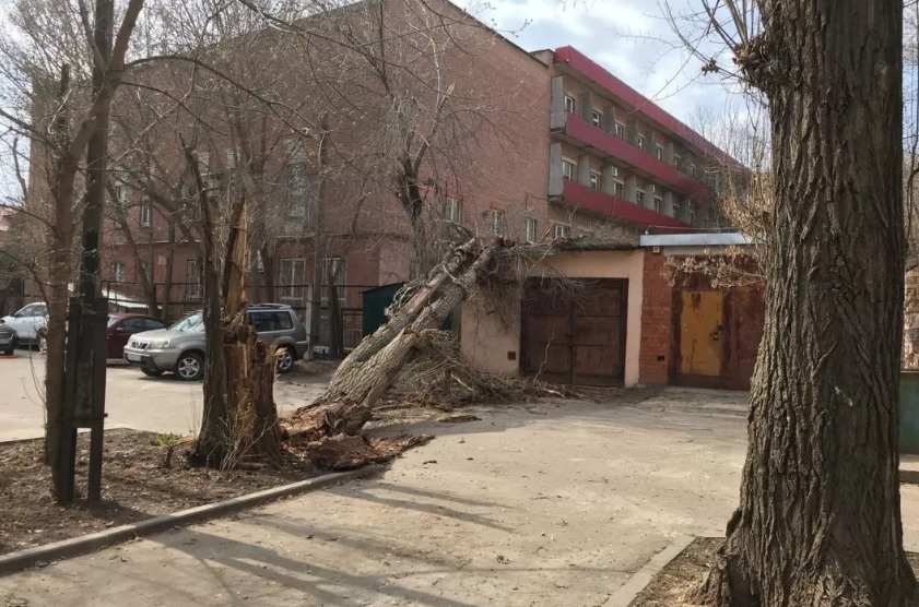 6 деревьев повалили сильные порывы ветра в Воронеже