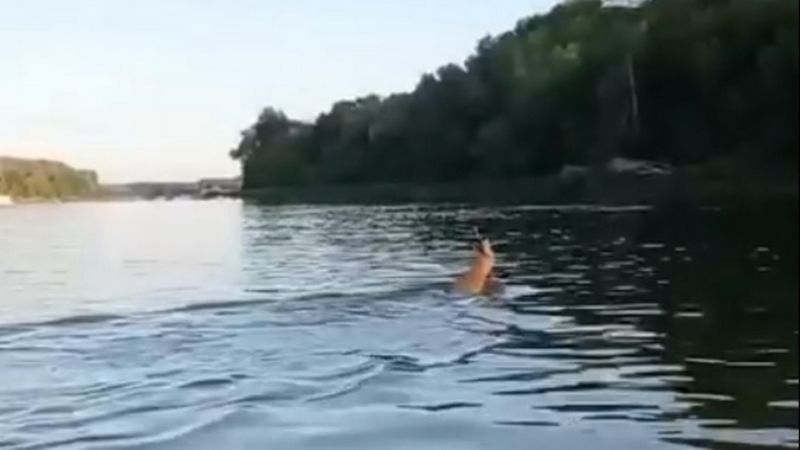 В Воронежской области на видео попала косуля, переплывающая Дон
