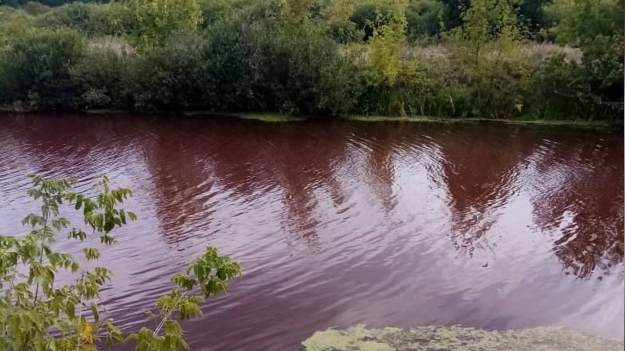 В Воронежской области пруд окрасился в кроваво-красный цвет