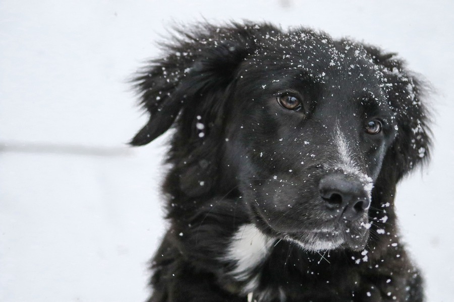 Дату первого снега в Воронежской области назвали метеорологи