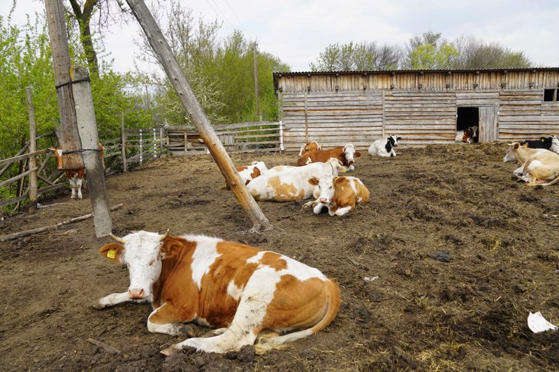 В Воронежской области вскрылось мошенничество с землёй на 1,5 млн рублей