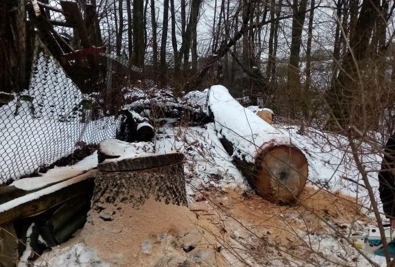 За срубленный рядом с домом 70-летний дуб воронежец заплатит 594 тыс. рублей