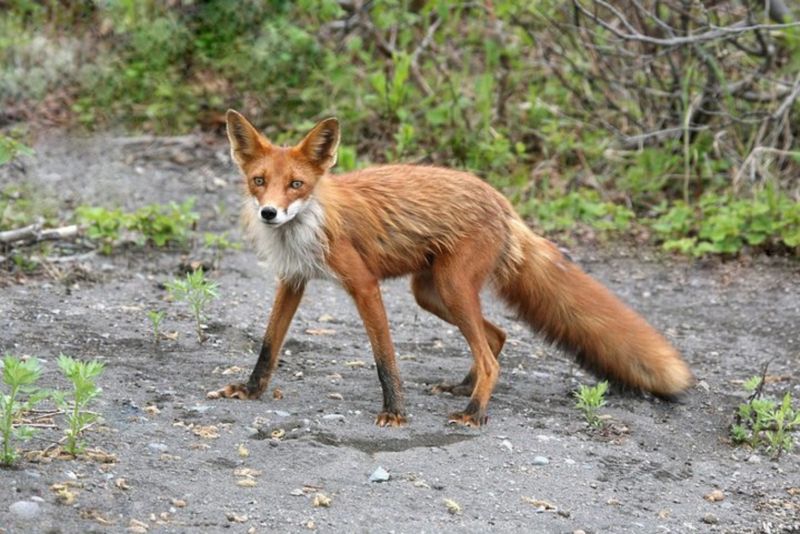 Разрешения на охоту на лис в Воронежской области разлетелись как горячие пирожки