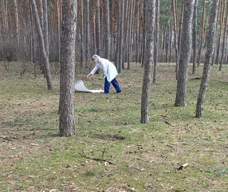 Парки и скверы Воронежа обработают от комаров и клещей